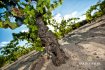 Carignano del Sulcis "Is Solus" DOC 2025, Sardus Pater, 0,75l