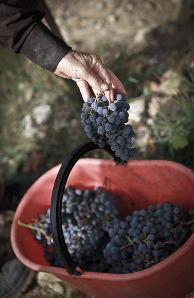 Sangiovese Felsina