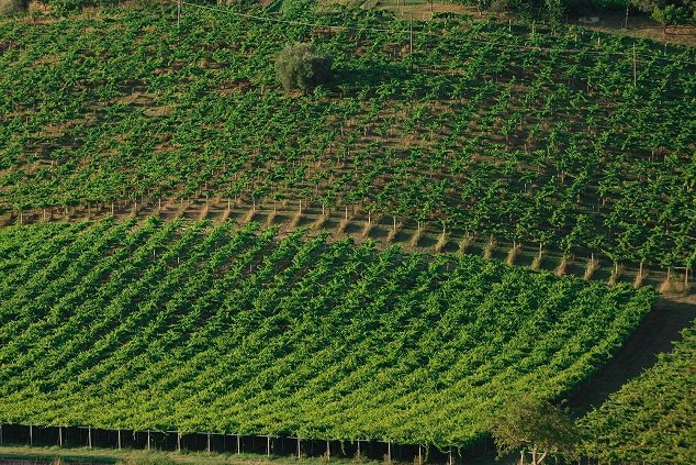 Vinice Abruzzo La Valentina