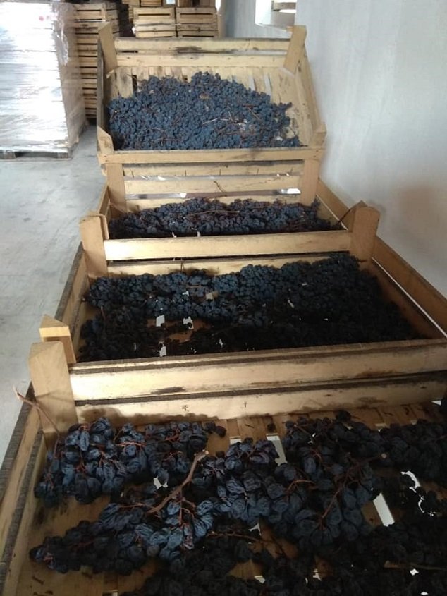 Amarone della Valpolicella