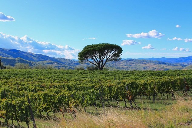 Cosimo Lippi: Maximálně respektujeme terroir Chianti Rufina