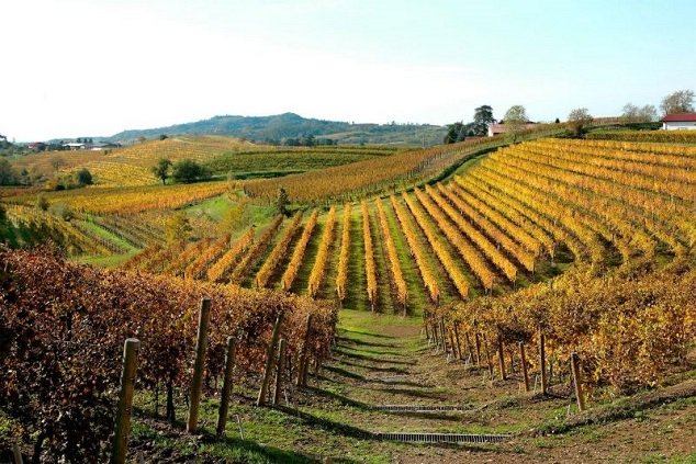 Refosco nebo Ribolla? Odrůdy a vína Friuli
