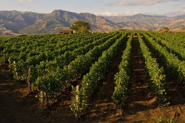 Etna: Nejžhavější vinařský region Sicílie