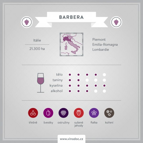 Barbera: Znovuzrozená hvězda Piemontu