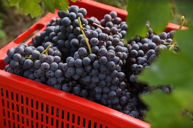 Nebbiolo zdaleka není jen Barolo