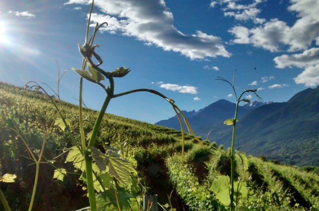 Víno z údolí Aosty: alpský terroir a jedinečné lokální odrůdy