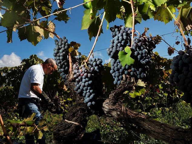 Nero d’Avola, nejznámější víno Sicílie