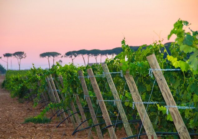 Nejen Primitivo, ochutnejte další vína z Apulie