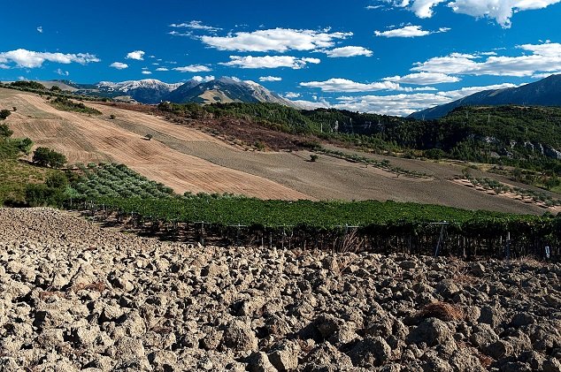 Vína z regionu Abruzzo