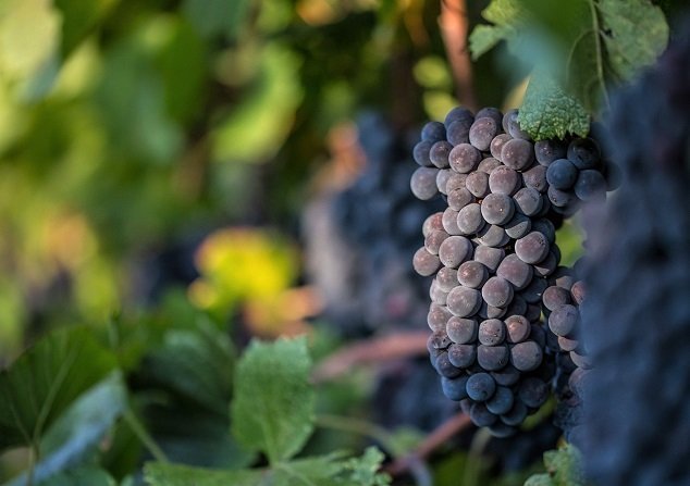 Vinice Mirabella Franciacorta